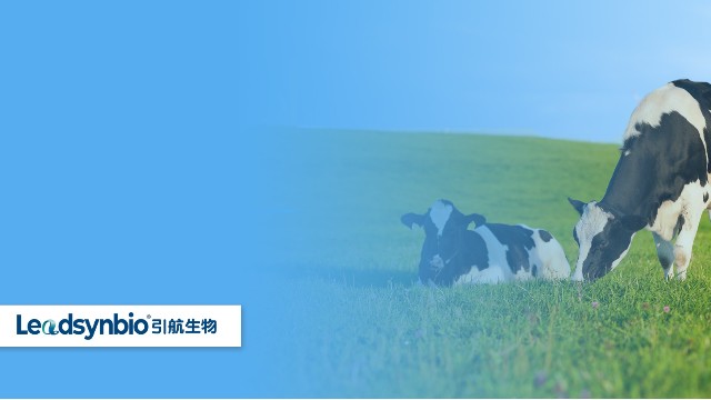 奶牛產(chǎn)后癱瘓怎么辦？研究發(fā)現(xiàn)25-羥基維生素D?對奶牛具有這些作用｜產(chǎn)品科普